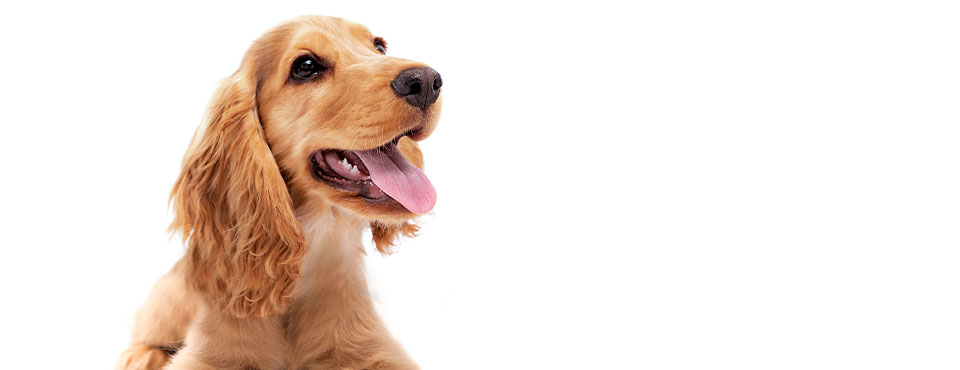 Golden retriever puppy with floppy ears, looking to the side, and tongue out, against a plain white background.