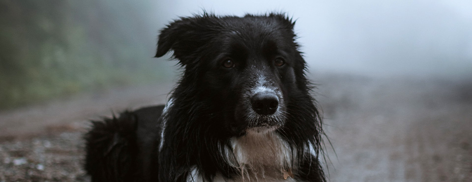 Black and white dog lying on a misty gravel path, surrounded by foggy background.
