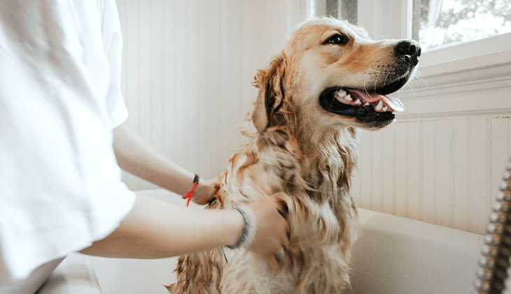 Golden retriever getting a bath, being gently scrubbed, with sunlight streaming through a nearby window.