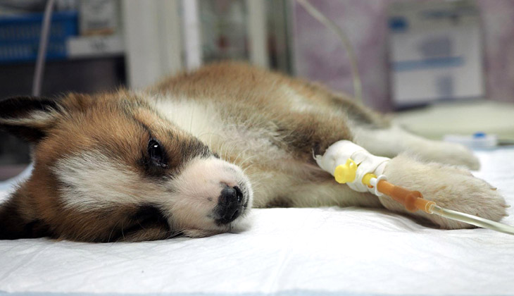 A puppy lying on a veterinary table with an IV attached to its leg, looking tired or unwell.