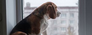 Beagle sitting on a windowsill, looking outside on a rainy day. Blurred building in the background.
