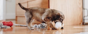 Puppy playing on a wooden floor with a toy in its mouth, next to a rope toy and a red chew toy, near wooden furniture.