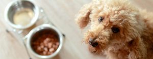 Curly-haired dog looking up near two stainless steel bowls on a wooden floor.