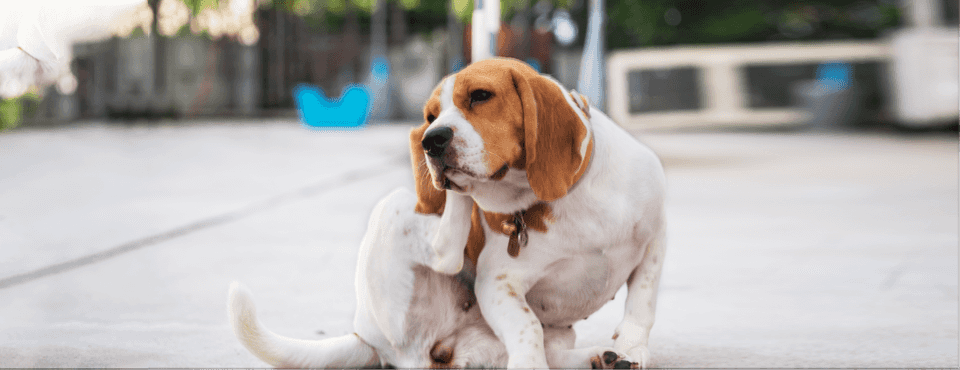 A beagle with a white and brown coat sits outdoors, scratching its neck with a back leg on a blurred urban street background.