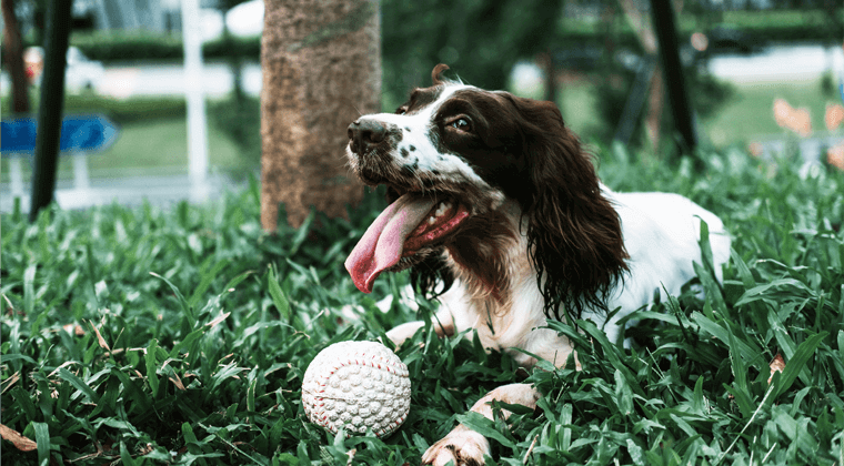 Spaniel lying on grass with tongue out, next to a baseball, under a tree.