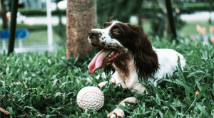 Spaniel lying on grass with tongue out, next to a baseball, under a tree.