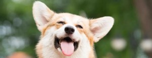 A happy corgi with its tongue out, ears perked up, and fur glowing in the sunlight, set against a blurred green background.