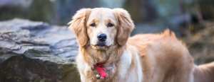 dog training