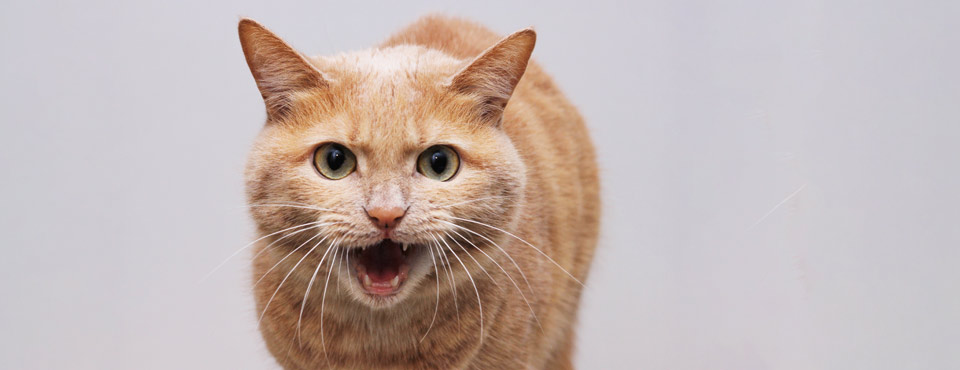Ginger cat with green eyes and open mouth appears to be meowing, set against a plain light gray background.