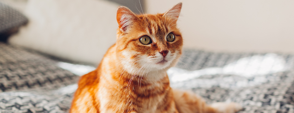 Orange tabby cat sitting on a patterned blanket, looking attentively to the side. Cozy indoor setting.