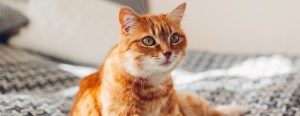 Orange tabby cat sitting on a patterned blanket, looking attentively to the side. Cozy indoor setting.