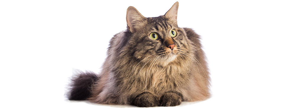 Cat with green eyes lying down, looking upward against a white background.