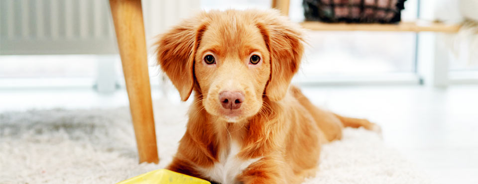 toller puppy having fun with dog toys on carpet at home