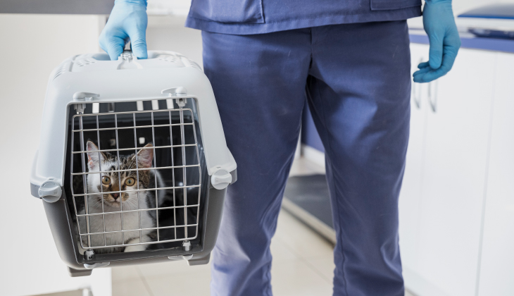 Person in blue scrubs holds a cat carrier with a cat inside, in a veterinary clinic setting.
