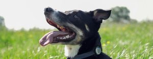 A happy black and white dog with its tongue out, sitting in a grassy field with a blurred background.