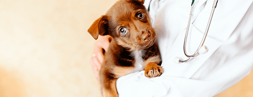 A veterinarian holds a small brown puppy with blue eyes, wearing a white coat and stethoscope.