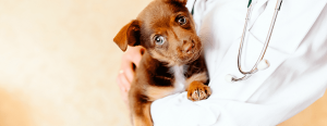 A veterinarian holds a small brown puppy with blue eyes, wearing a white coat and stethoscope.