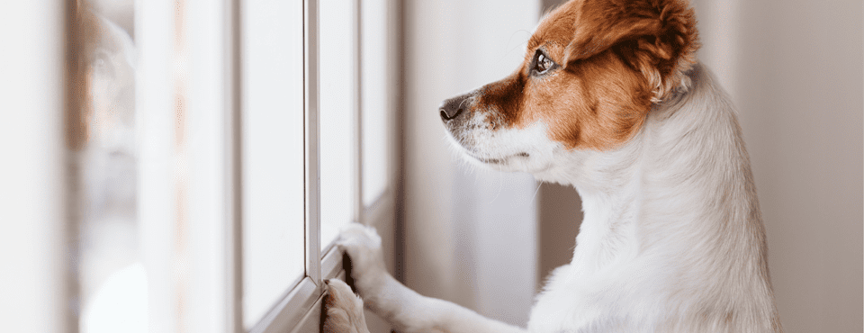 Dog with brown and white fur looking out a window, front paws resting on the sill.