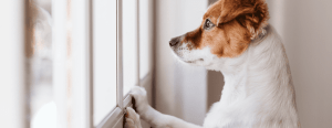 Dog with brown and white fur looking out a window, front paws resting on the sill.