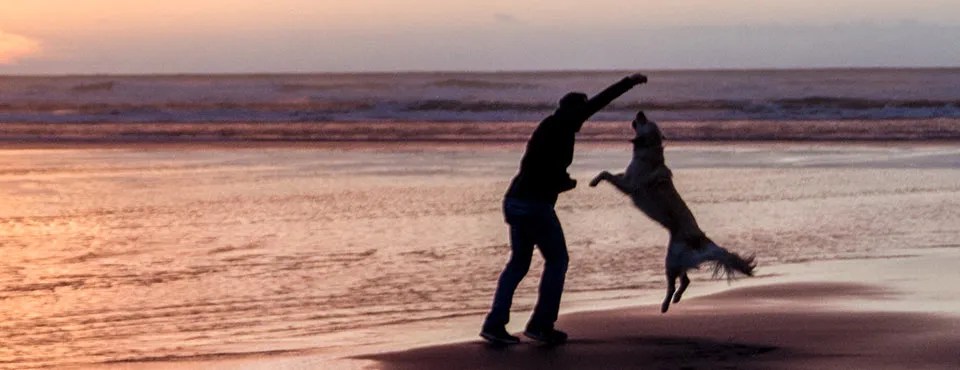 Silhouette of a person on a beach at sunset, reaching up as a dog jumps toward them.