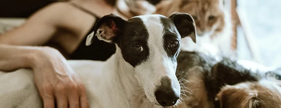 A black and white dog with attentive eyes lies beside a person, with another furry dog partially visible in the background.