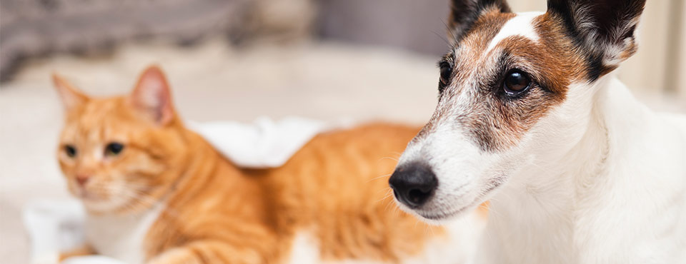 A brown and white dog with attentive ears sits in front of an orange tabby cat lying on a soft beige surface.