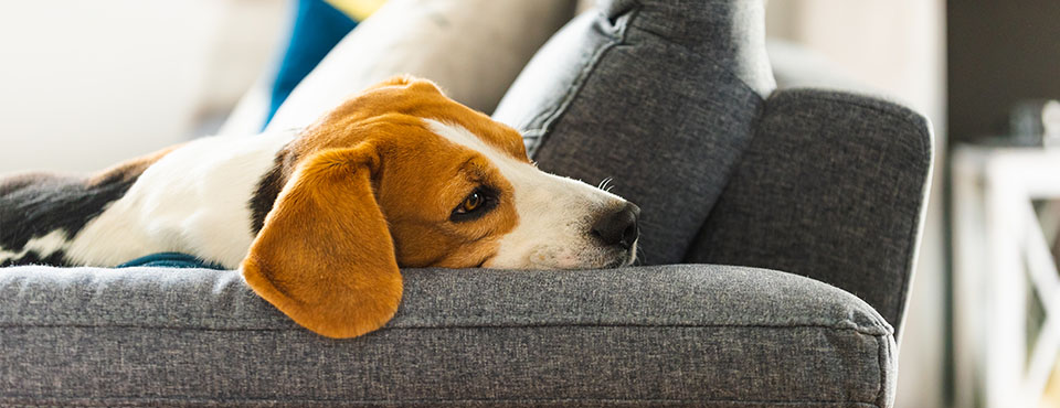 Beagle lying on a gray couch, looking relaxed and comfortable.