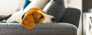 Beagle lying on a gray couch, looking relaxed and comfortable.