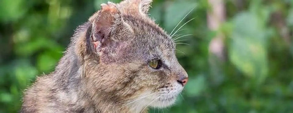 Cat with tattered ears and green eyes, set against a blurred green background.