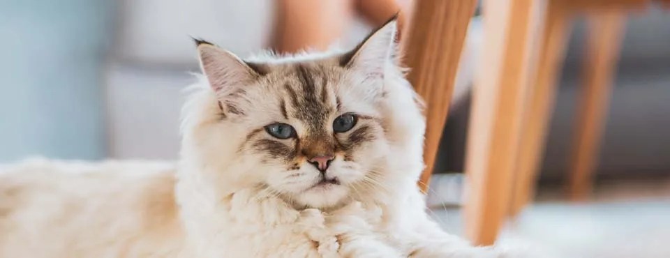 Fluffy cream-colored cat with blue eyes lounging near wooden furniture on a soft white surface.