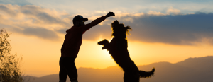Person playing with a dog at sunset, both silhouetted against an orange sky with distant mountains in the background.