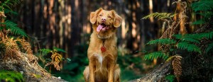 dog bite infection