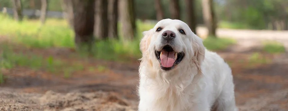 Golden Retriever in a forest, standing on a path, mouth open and tongue out, with trees in the background.