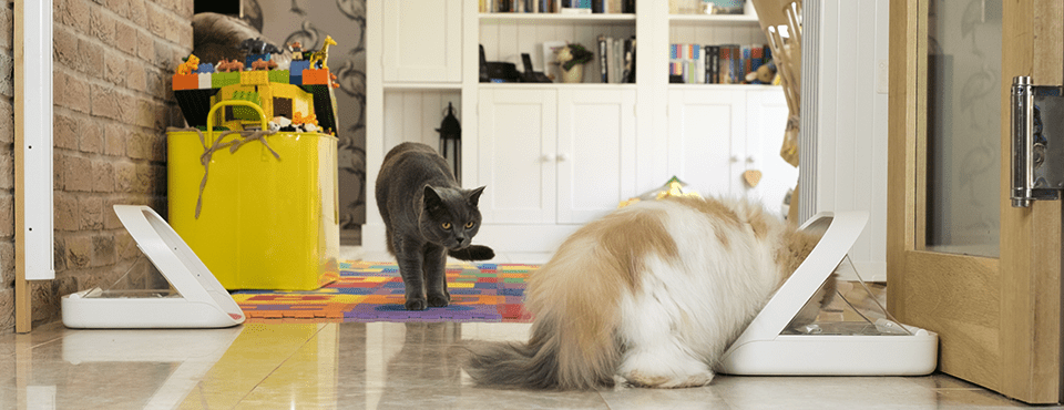 Three cats in a room with colorful toys and bookshelves; two cats at feeders, one is watching from nearby.
