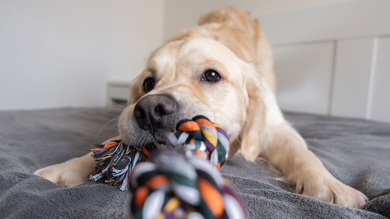 Golden retriever puppy playfully tugging on a colorful rope toy on a bed.