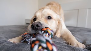 Golden retriever puppy playfully tugging on a colorful rope toy on a bed.