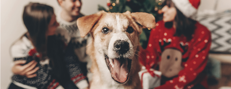 Happy dog in focus wearing a Christmas sweater, with three blurred people in festive attire and a Christmas tree in the background.