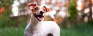A happy dog with a white and brown coat stands on a grassy field, looking upwards with an open mouth.